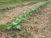 daikon.gif