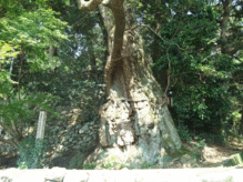 kusunoki.gif